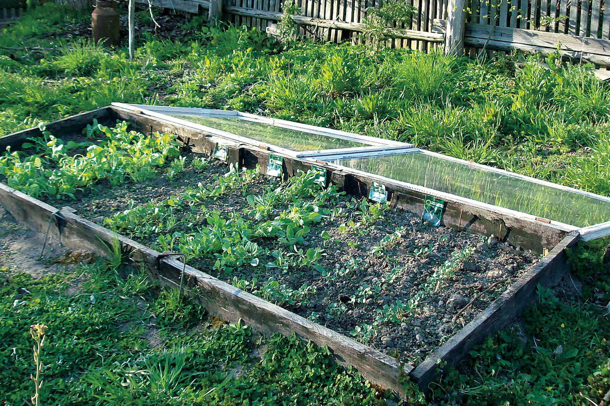 Zbudowanie nawet prowizorycznej osłony przed mrozem pomoże siewką przetrwać zimę