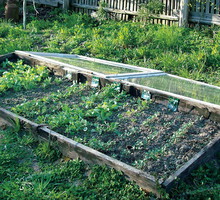 Zbudowanie nawet prowizorycznej osłony przed mrozem pomoże siewką przetrwać zimę