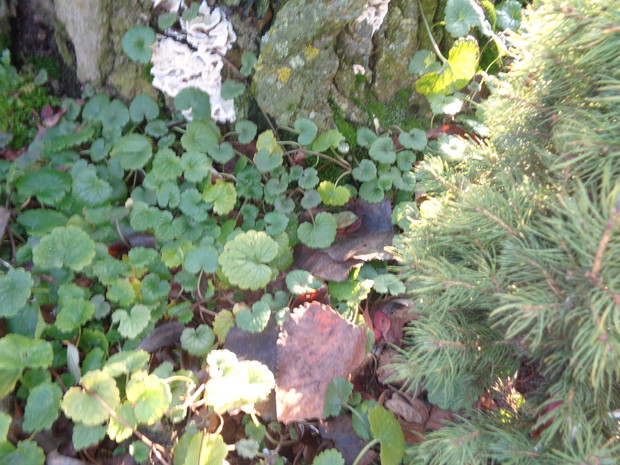 Zielono, zielono, zielono ...