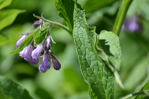 Żywokost (zdj.: Fotolia.com)