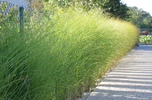 Żywopłot -miskant gracillimus