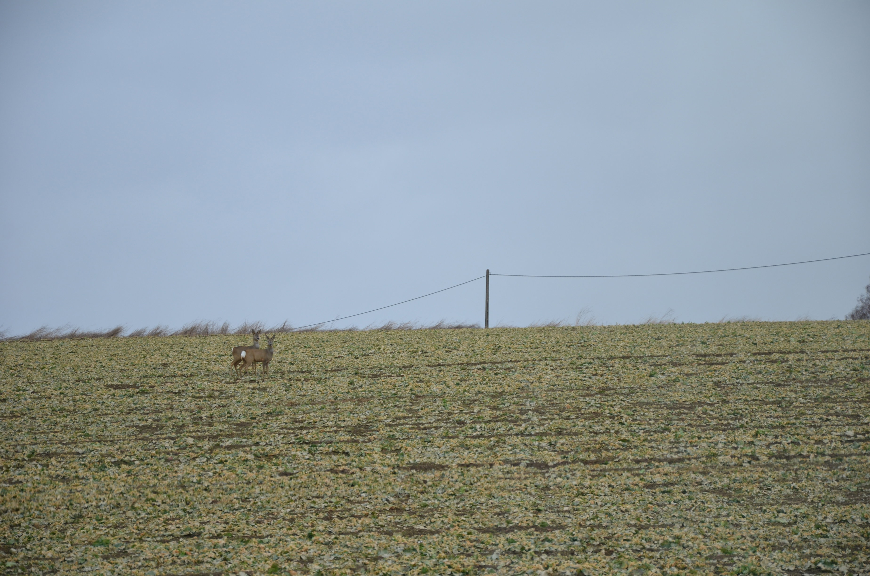 2016 r.
Codzienni goście  :)