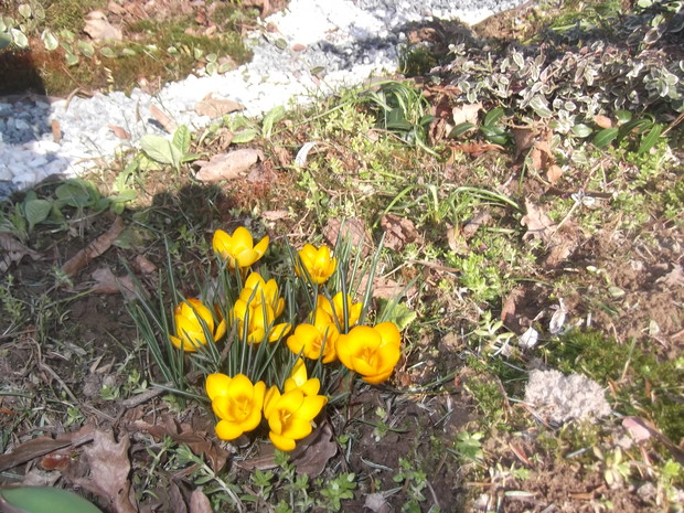 ale się żółci...