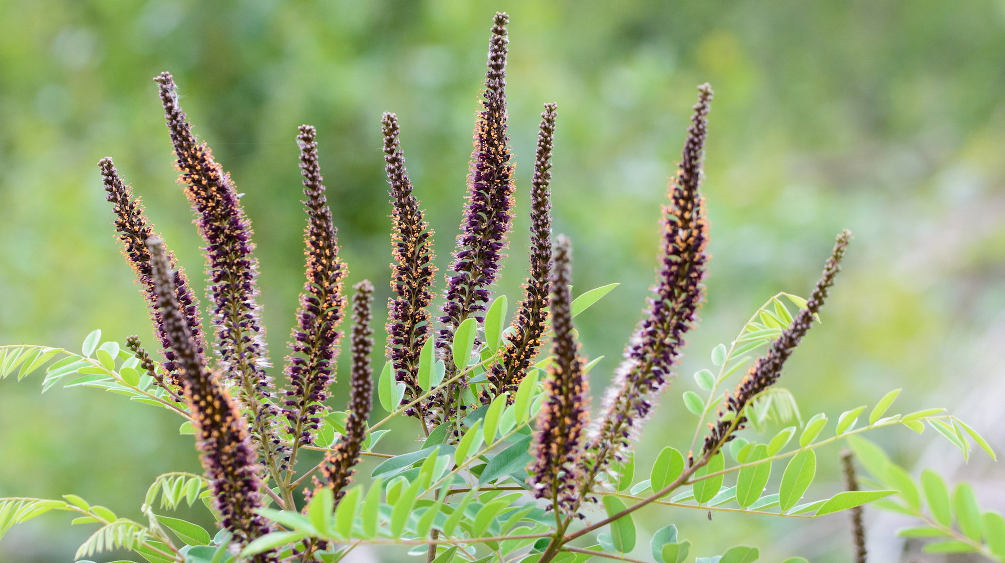 Amorfa krzewiasta Amorpha fruticosa (zdj.: Fotolia.com)