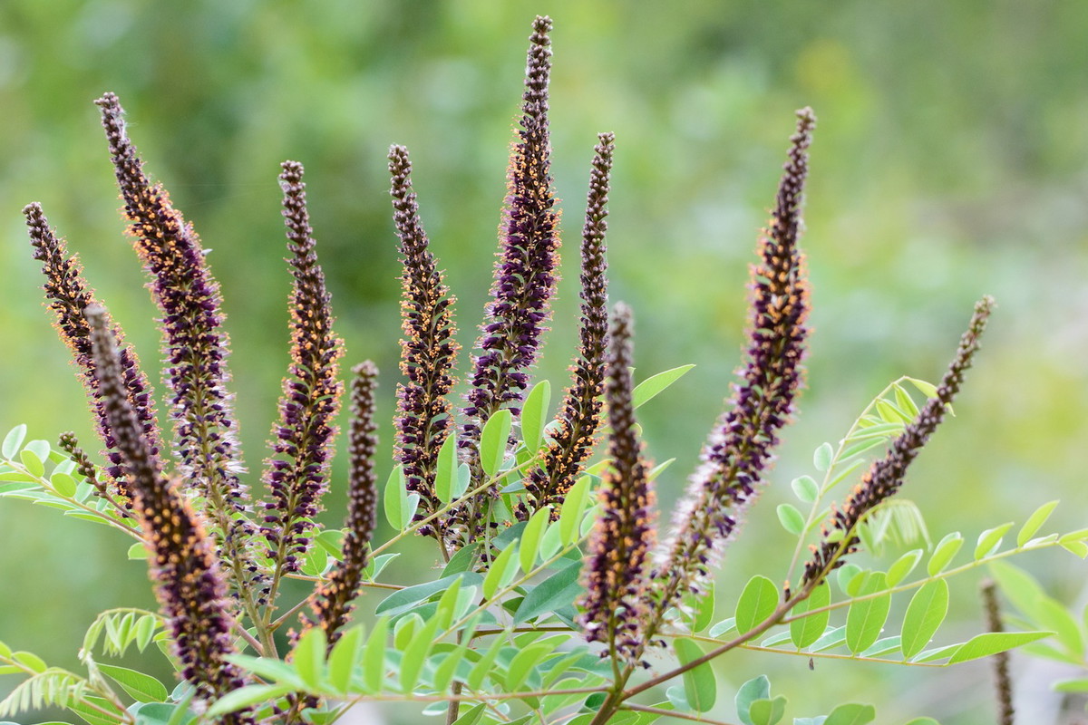 Amorfa krzewiasta Amorpha fruticosa (zdj.: Fotolia.com)