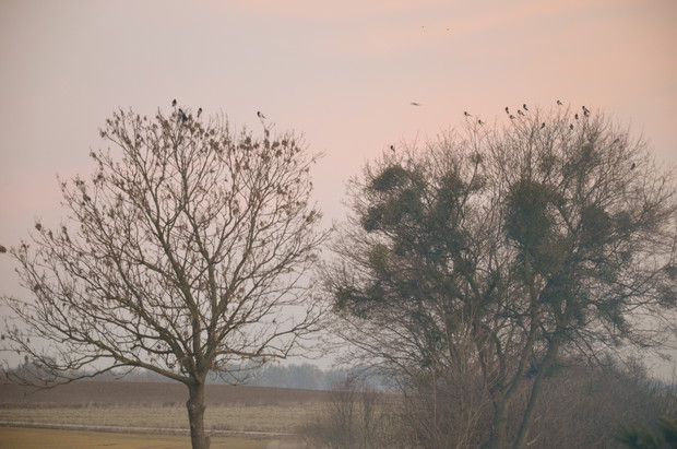 Bardzo wczesnym rankiem sroczki zlatują się do jadłodajni :)