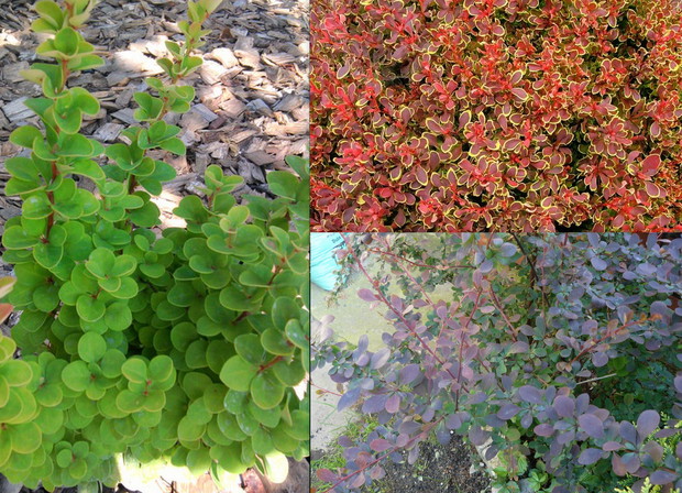 Berberysy - to jedne z najbardziej kolorowych i uniwersalnych krzewów. Zostały obdarzone przez naturę malowniczym pokrojem. Ich drobne liście zebrane są w małe bukieciki wyrastające na krótkich pędach, gęsto rozmieszczonych na gałęziach.