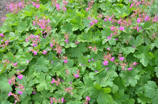 Bodziszek -  to rodzaj byliny , obejmujący około 300 gatunków. W Polsce występuje naturalnie 16 gatunków, kilka jest też uprawianych jako rośliny ozdobne. Od wiosny do jesieni ozdobą bodziszków są bujne liście o pięknym kształcie.