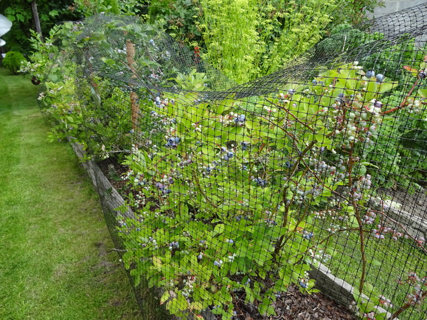 borówki amerykańskie