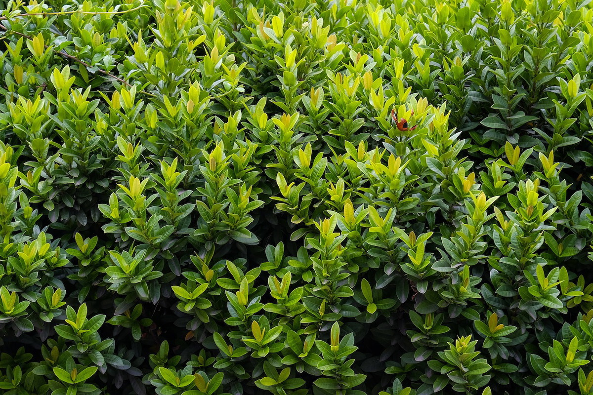 Bukszpan Buxus (zdj.: Fotolia.com)
