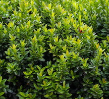 Bukszpan Buxus (zdj.: Fotolia.com)