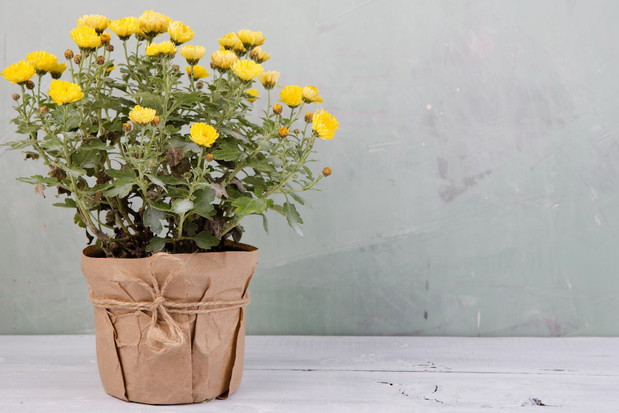 Chryzantema w doniczce (zdj.: Fotolia.com)