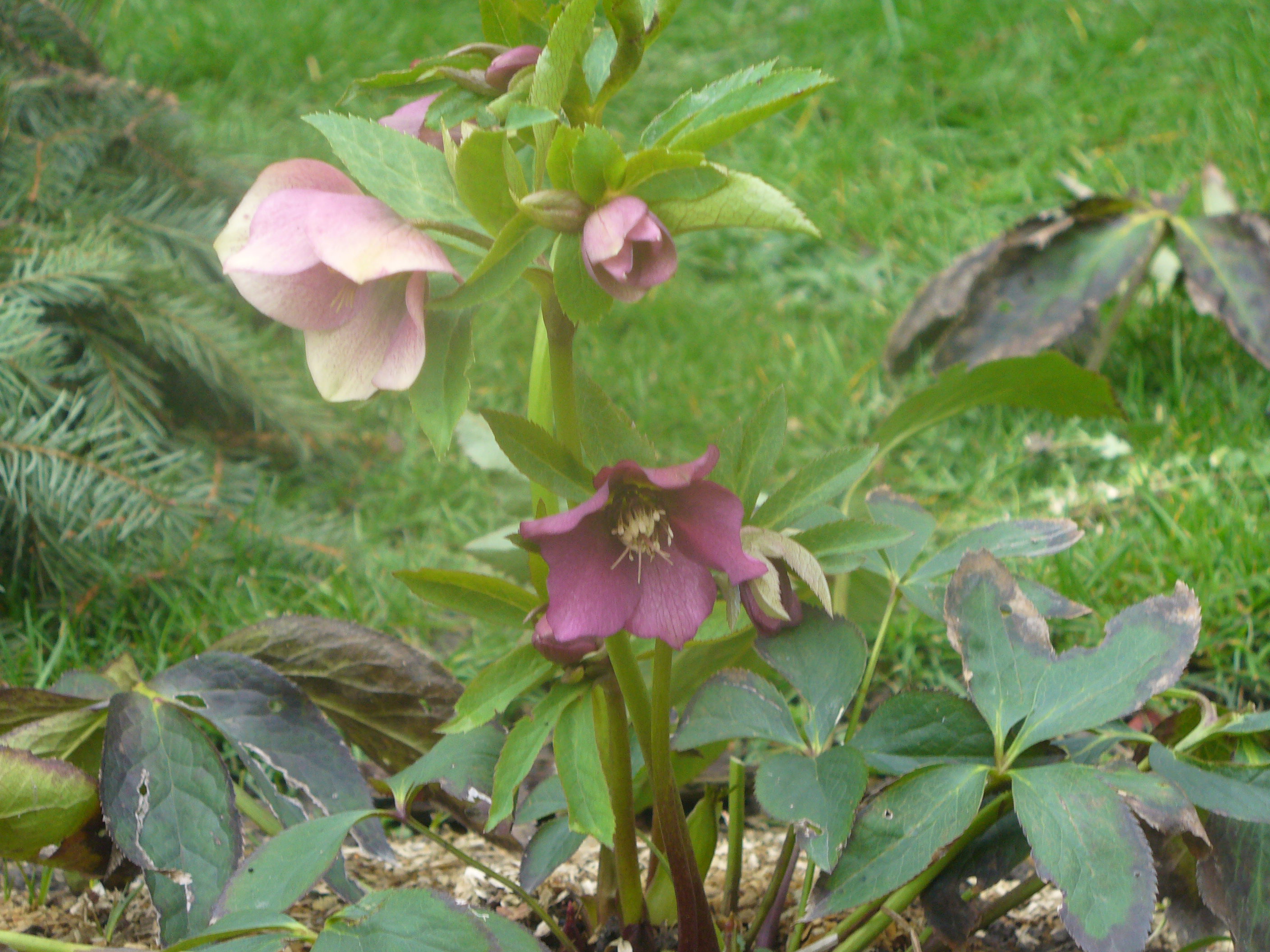 ciemiernik purpurowy