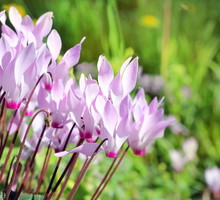 Cyklameny dyskowate (Cyclamen coum) (zdj.: Fotolia.com)