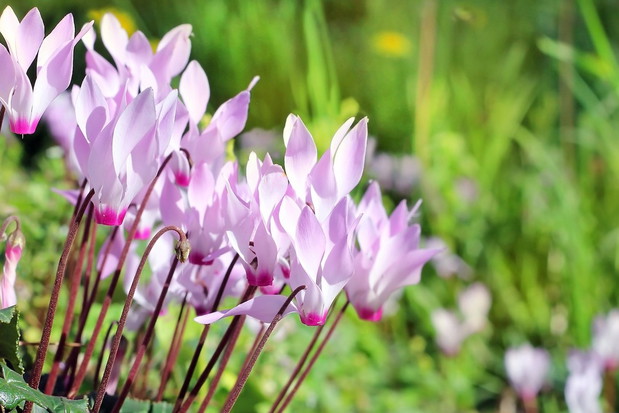 Cyklameny dyskowate (Cyclamen coum) (zdj.: Fotolia.com)