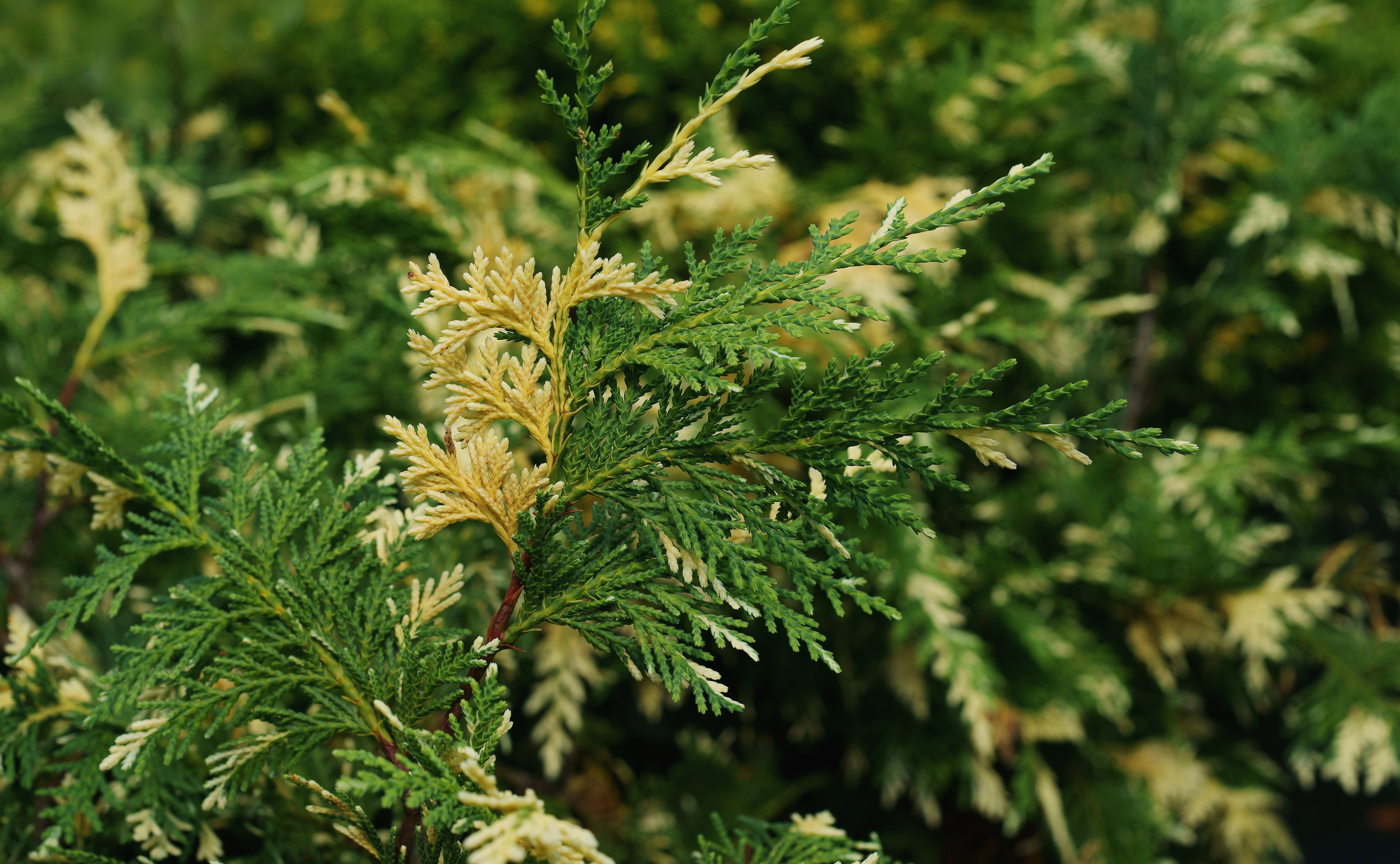 Cyprysik nutkajski Variegata Chamaecyparis nootkatensis Variegata (zdj.: Fotolia.com)