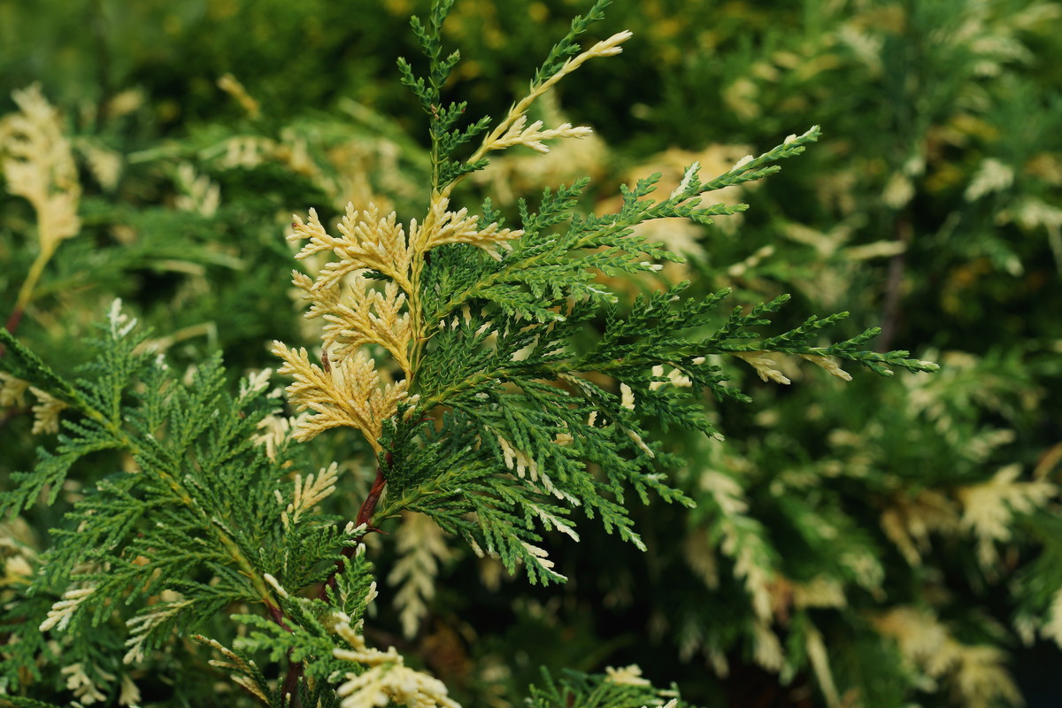 Cyprysik nutkajski Variegata Chamaecyparis nootkatensis Variegata (zdj.: Fotolia.com)