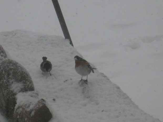 Czy ktoś zna tego ptaszka ??? bo nie jestem pewna jego nazwy :(
