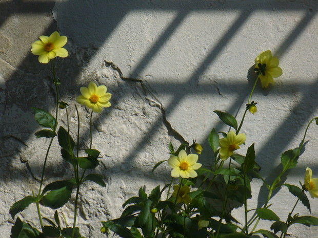 dalie i gra światła