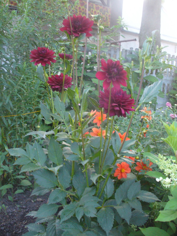 dalie mojej mamy u mnie