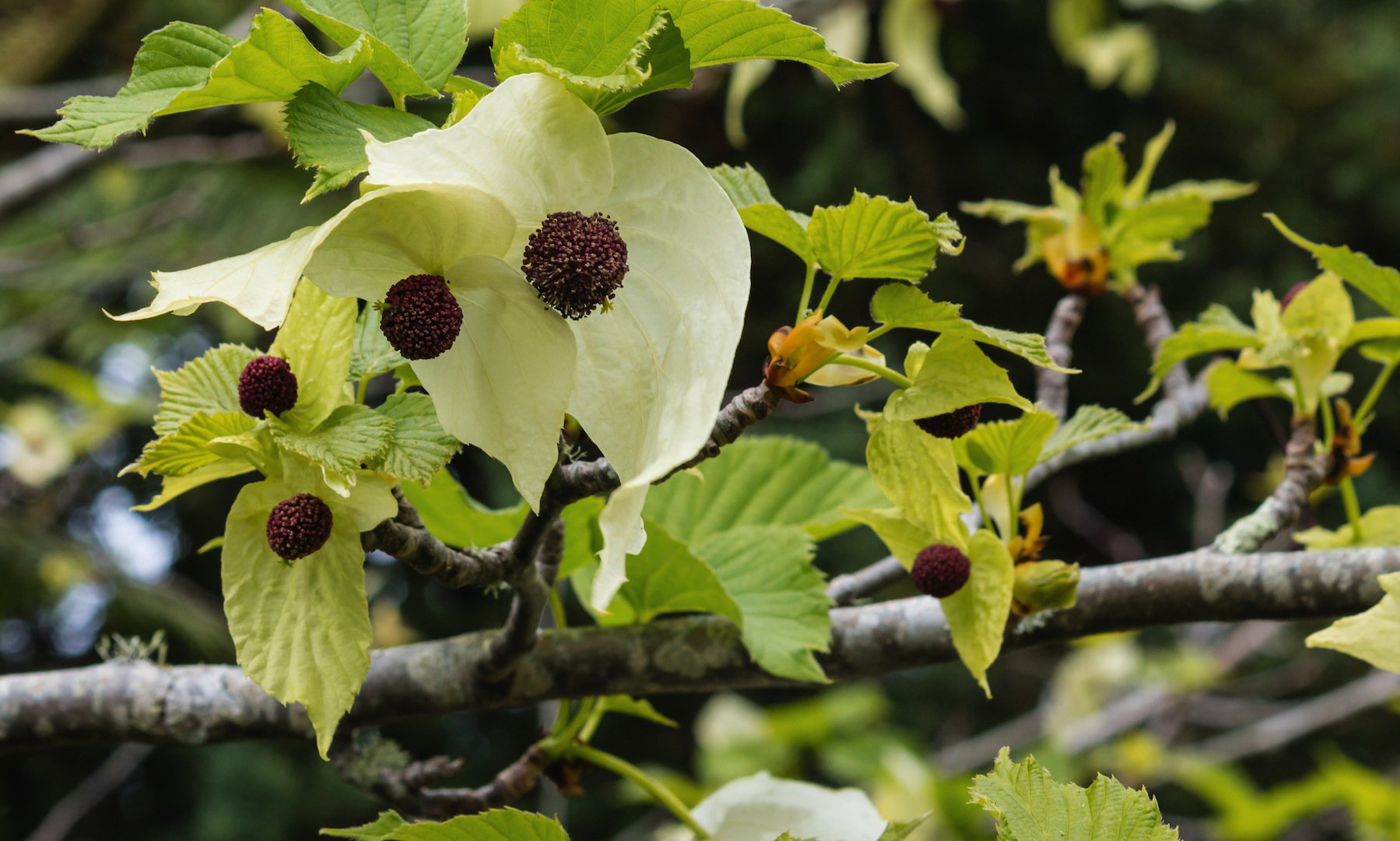Dawidia Chińska Davidia involucrata (zdj.: Fotolia.com)