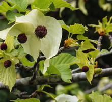 Dawidia Chińska Davidia involucrata (zdj.: Fotolia.com)