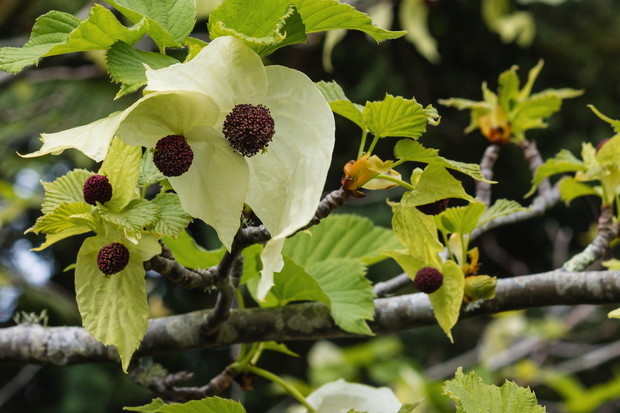 Dawidia Chińska Davidia involucrata (zdj.: Fotolia.com)