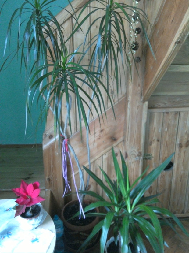 Dracena (ta duża).