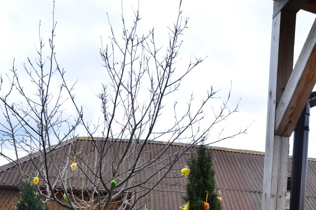 Drzewka już wystrojone w jajeczka :)