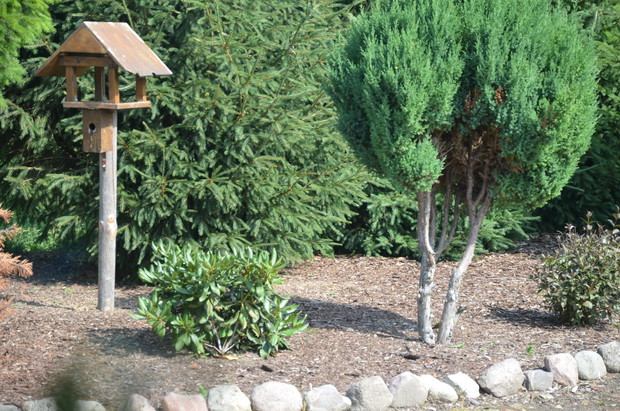 Dzięcioł zielony  :)