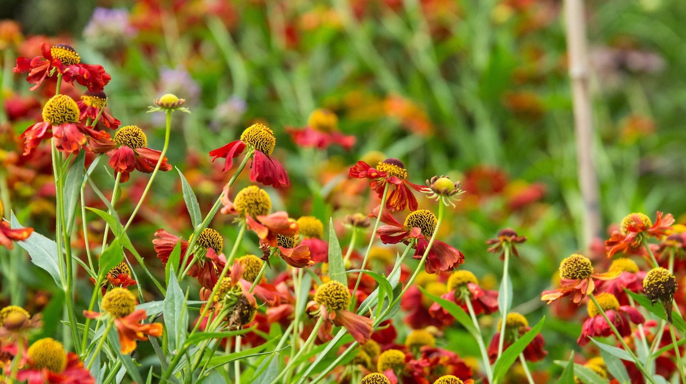 Dzielżany Helenium (zdj.: Fotolia.com)