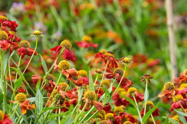 Dzielżany Helenium (zdj.: Fotolia.com)