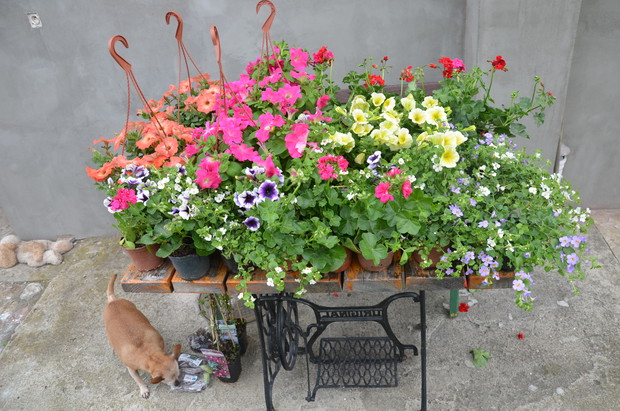 Dziś odwiedziłam Targi w Starym Polu i zrobiłam małe zakupy do ogrodu :)