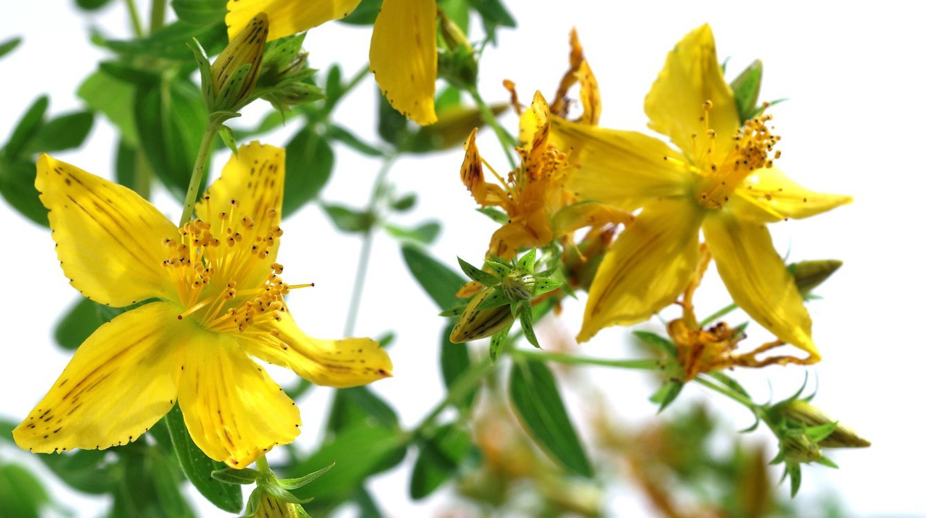 Dziurawiec zwyczajny Hypericum perfortum (zdj.: Fotolia.com)