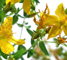 Dziurawiec zwyczajny Hypericum perfortum (zdj.: Fotolia.com)