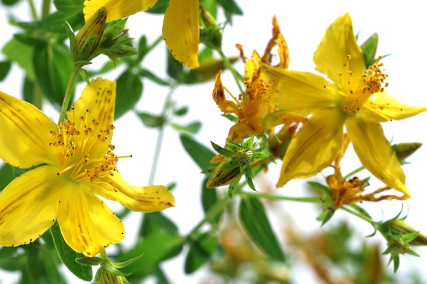 Dziurawiec zwyczajny Hypericum perfortum (zdj.: Fotolia.com)