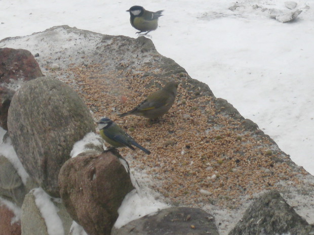 Dzwoniec i dwie sikoreczki :)