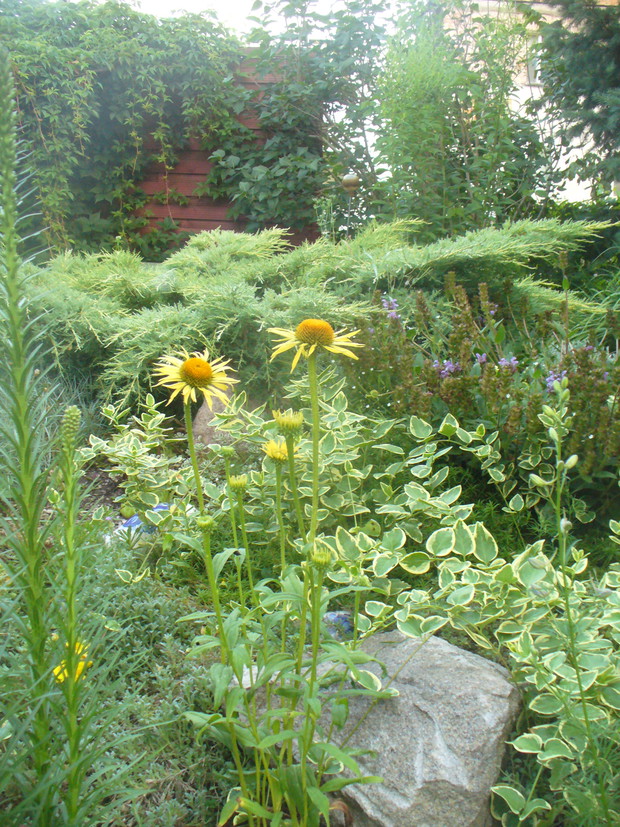 echinacea w odmianie żółtej  
