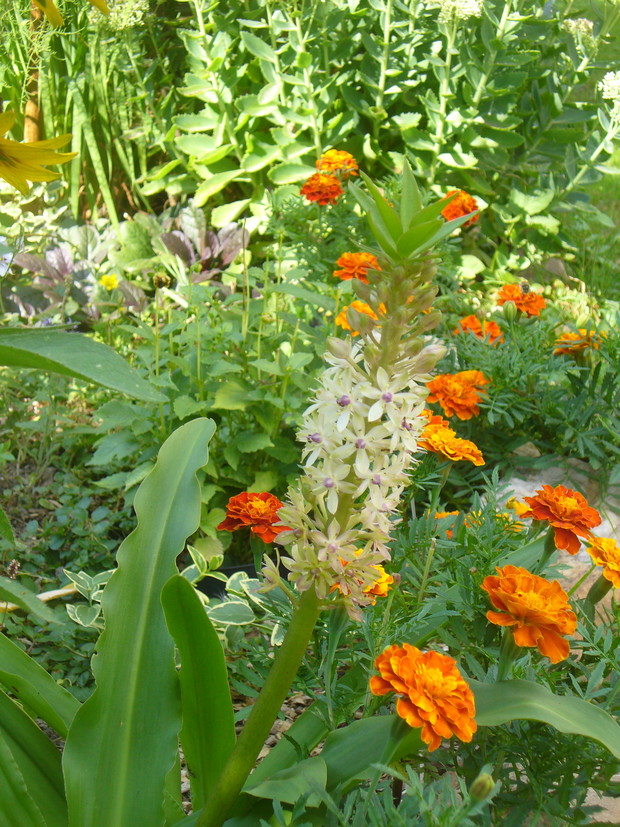 Eukomis- niestety zapomniałam wykopać na zimę :-(