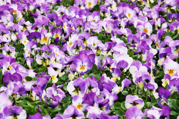 Fiołki rogate Viola cornuta (zdj.: Fotolia.com)