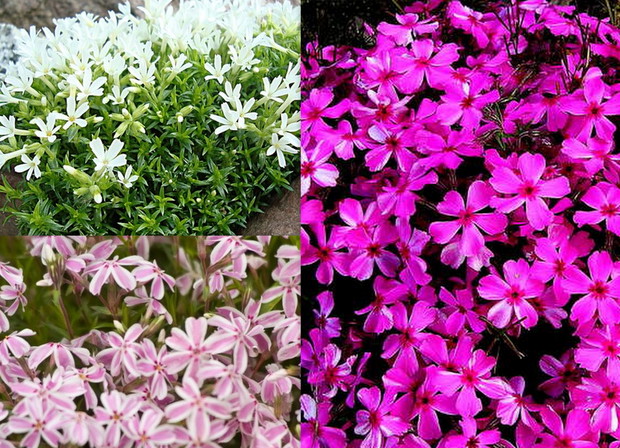 Floks szydlasty -  nazywany również płomyk szydlasty to bylina należąca do rodziny wielosiłowatych. W środowisku naturalnym występuje w Ameryce Północnej, jednak w wielu rejonach świata jest uprawiany jako roślina ozdobna.