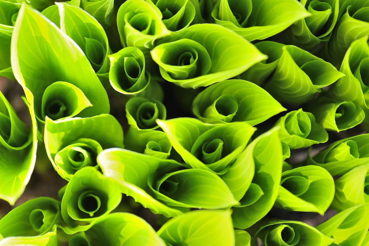 Funkia Hosta (zdj.: Fotolia.com)
