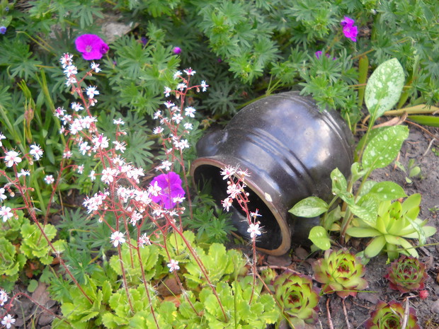 Gliniany dzbanek wśród kaktusików.