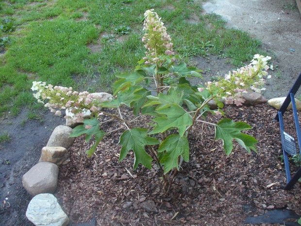 hortensja dębolistna - nabytek z Wojsławic 