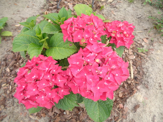 Hortensja ogrodowa wabi i ludzi , i owady.