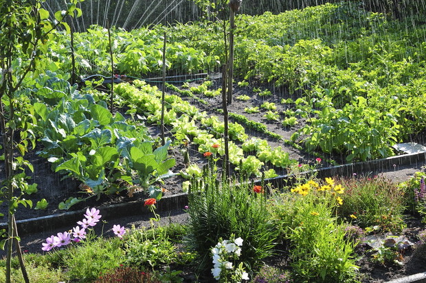 Idealnie przygotowany nowoczesny warzywnik (zdj.: Fotolia.com)