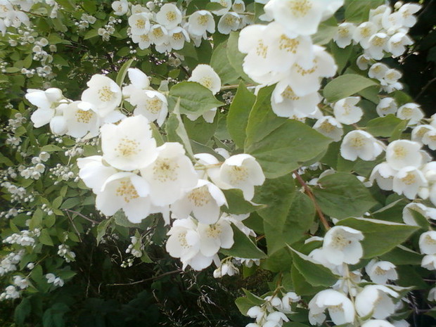 Jaśminowiec -  to krzew liściasty, który kwitnie późną wiosną i latem. Kwiaty tworzą się na pędach dwuletnich. Jeśli więc zetniemy pędy zeszłoroczne, to krzew w danym roku nie zakwitnie. Jaśminowiec przycina się w celu ograniczenia rozrastania się korony.