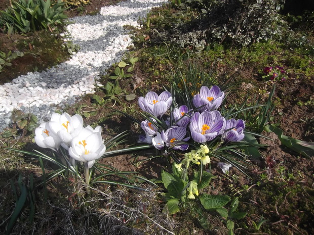 jeszcze inne krokusiki