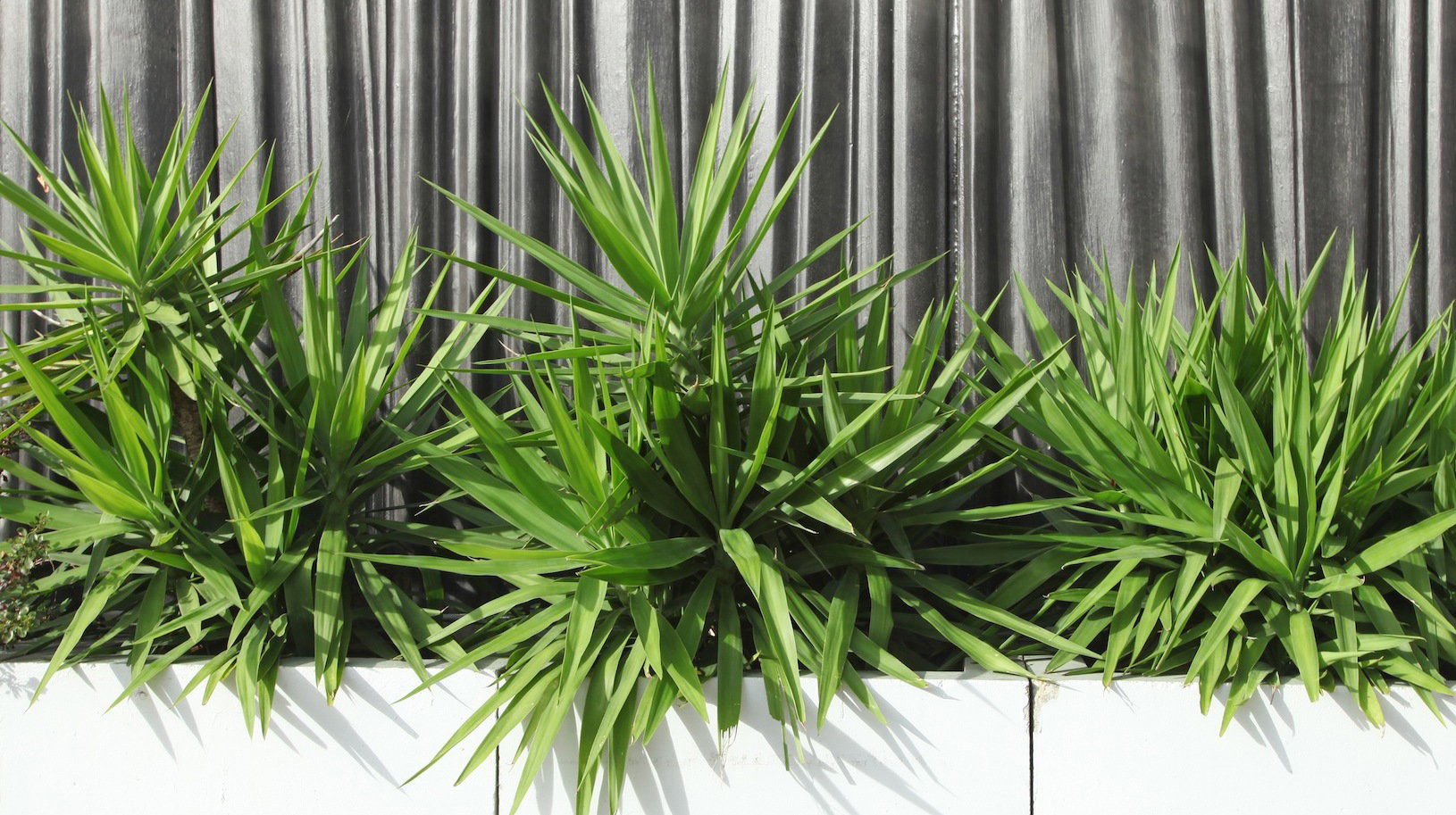 Juki ogrodowe w modnej aranżacji (zdj.: Fotolia.com)