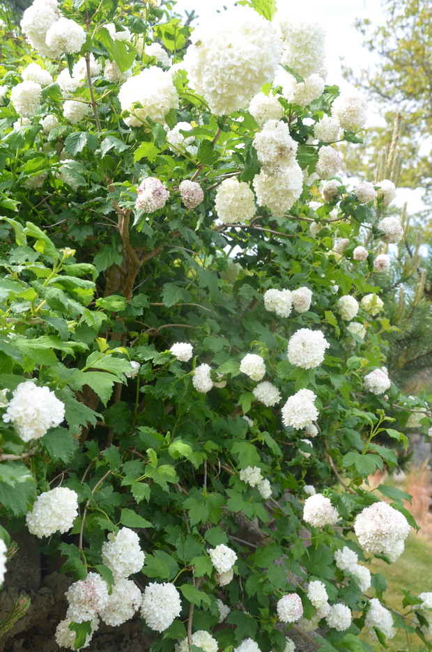 Kalina - roślina wieloletnia. Rozmnaża się zarówno płciowo, jak i wegetatywnie, przy czym szczególnie łatwo tworzy odrosty korzeniowe. Wymaga zapylenia krzyżowego. Nasiona w naturze  kiełkują latem następnego roku po dojrzeniu.